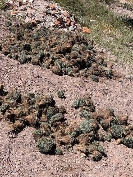 cactaceas 3