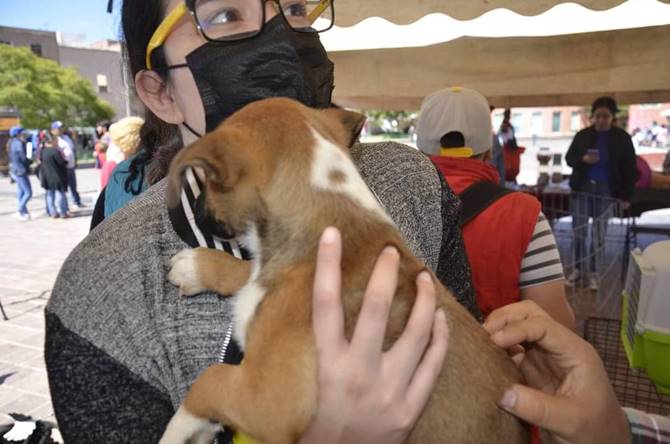 adopta fest 1