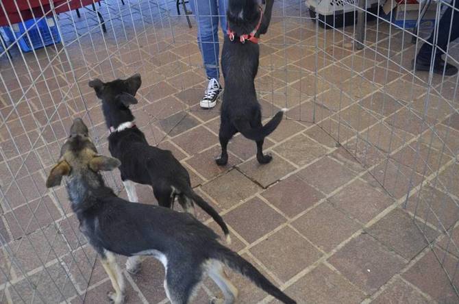 adopta fest 2