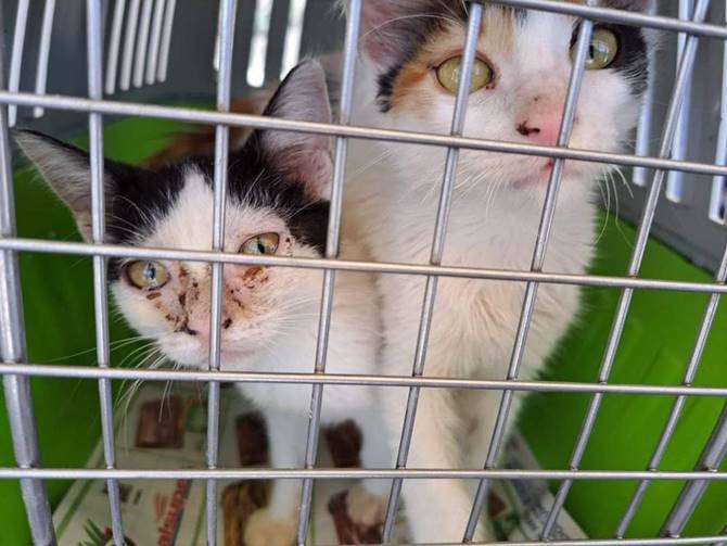 adopta fest 3