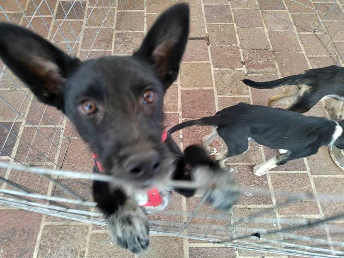 perros