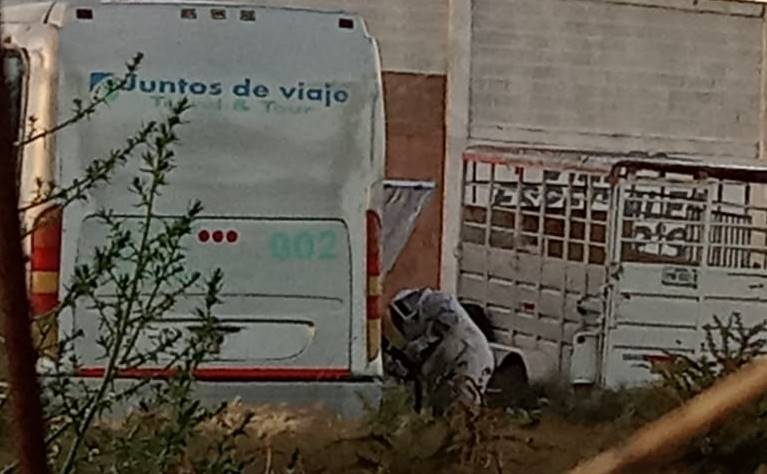 ataque abejas2
