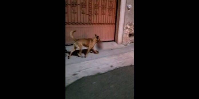 perro-cabeza-0a7
