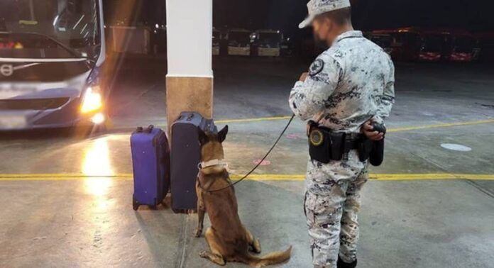 perro-guardia-nacional-de7