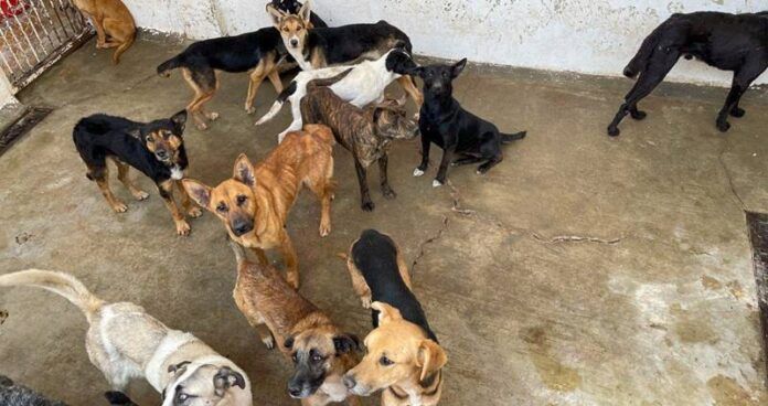 perros-1-ed1