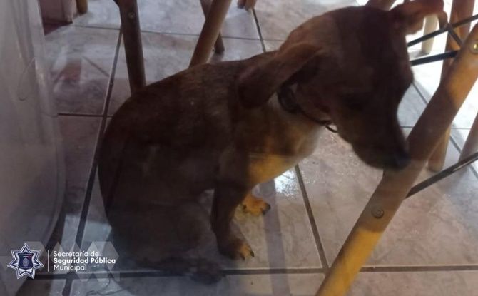 maltrato perro 2