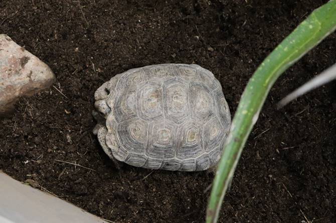reptiles 2