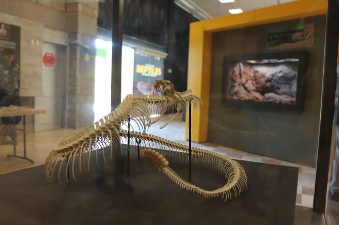 reptiles 3