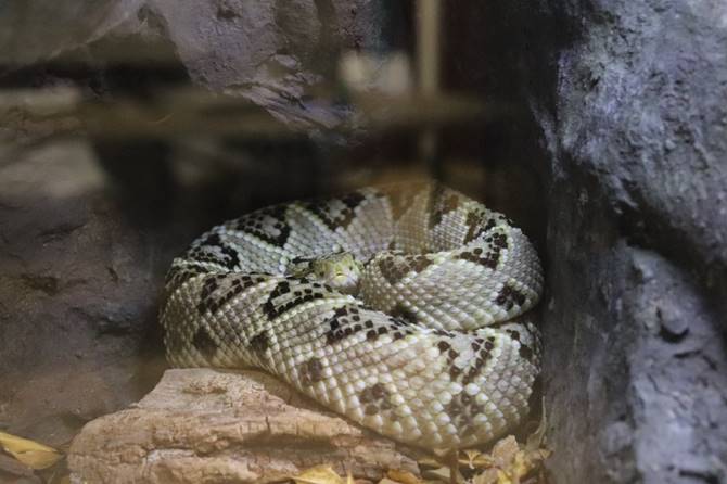 reptiles