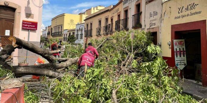arbol-1-530