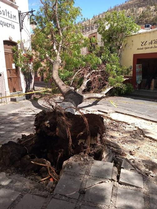 arbol