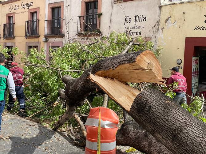 arbol 2