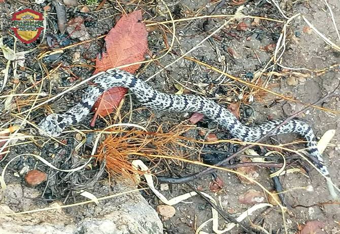 viboras 2