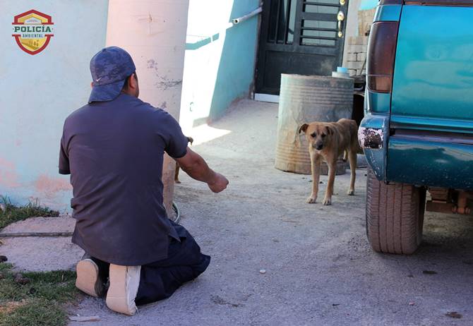 perritos 1
