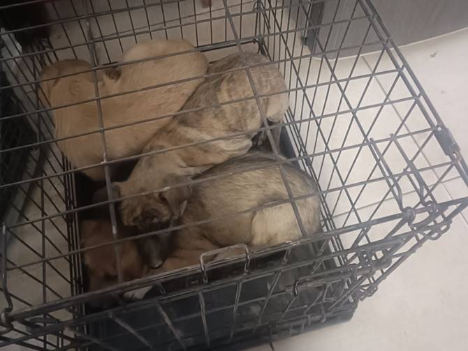 perritos incendio 2