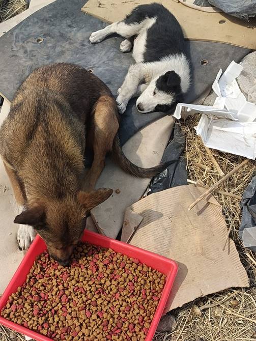perritos incendio 3