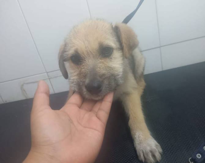 perritos incendio 5