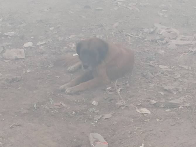 perritos incendio
