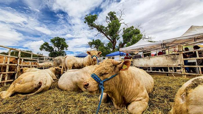 expo agropecuaria2