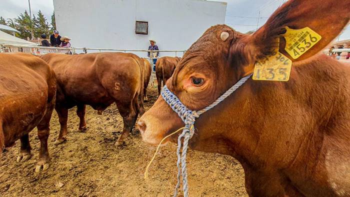 expo agropecuaria6