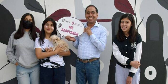 perritos-47d