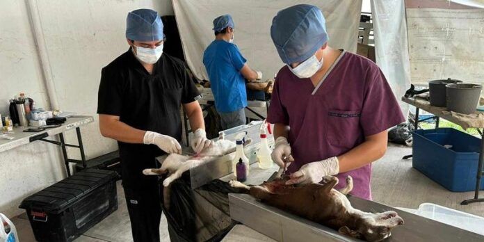 esterilizaciones_2-985
