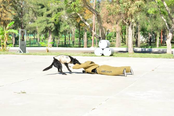 binomio canino 3