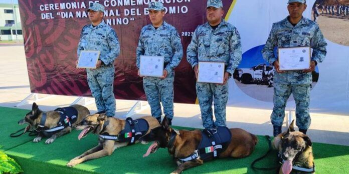 binomio-canino-404