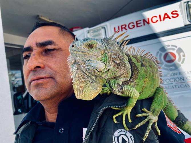 iguana 1