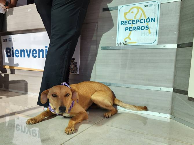 perro 1