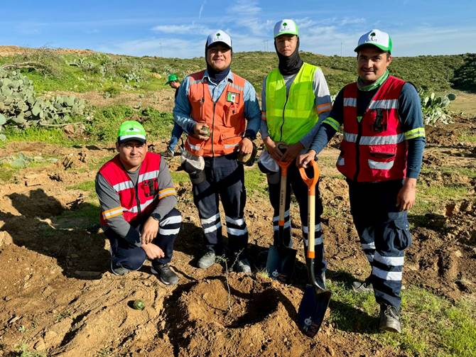 planta capstone arboles 4