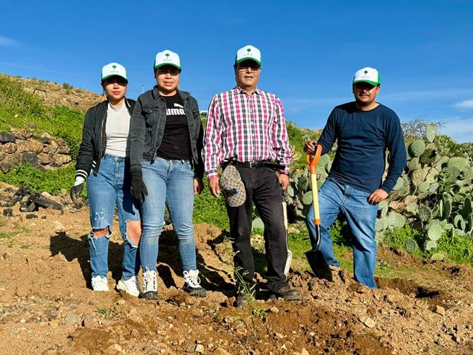 planta capstone arboles 5