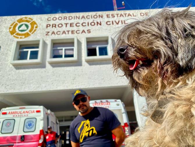perro 2
