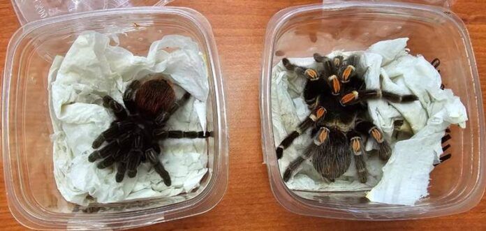 tarantulas-643