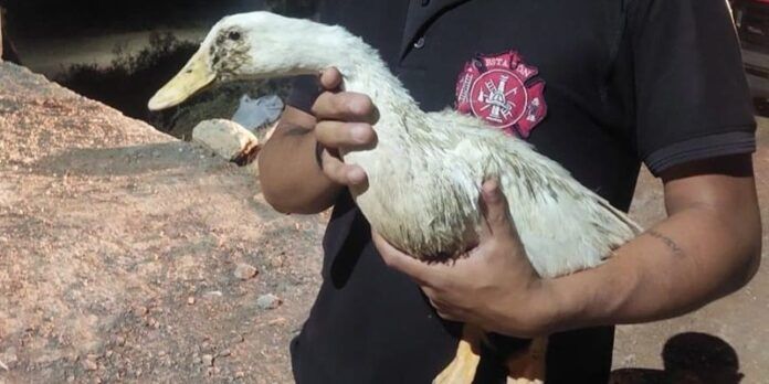 pato-496