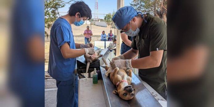 esterilizacion-2-1fa