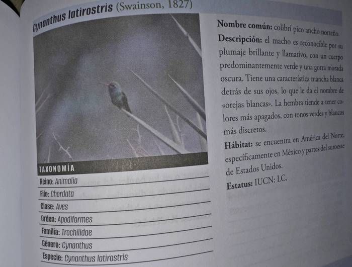 libro 8