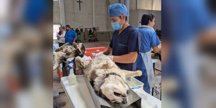 esterilizacion-22-d3c