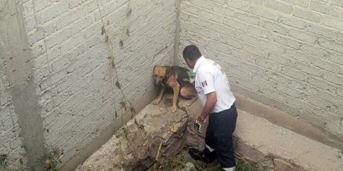 perro-1-0c2