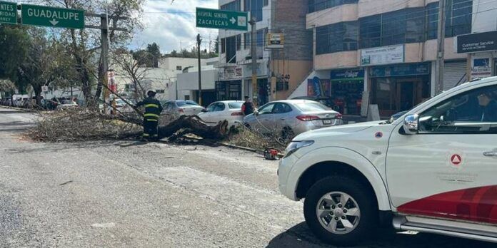cae-arbol-5-649