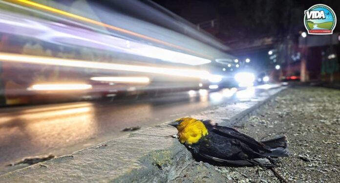 aves-0d6
