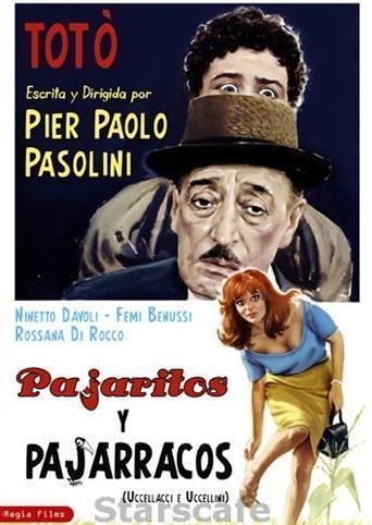 pajaros