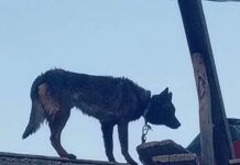 ¡Atado, abandonado y consumido por la desnutrición! Piden auxilio para un perrito en Guadalupe