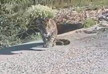Localizan a jaguar con lesiones en patas traseras en Sombrerete