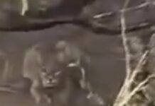 Otra vez captan en video al puma que merodea por Nieves, Zacatecas