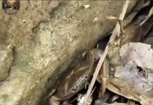 ¿Cangrejos en la sierra zacatecana? Valparaíso esconde una sorprendente vida silvestre.