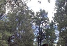 Duelo en la naturaleza: Dos ciervos protagonizan una pelea durante la temporada de celo en Valparaíso