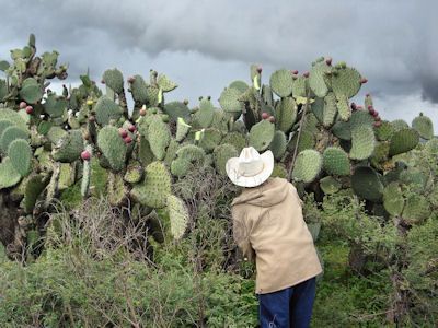 Aprovechan los recursos naturales sin afectar el ecosistema. Aprovechan los recursos naturales sin afectar el ecosistema.