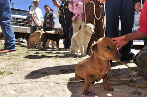 canino-db3