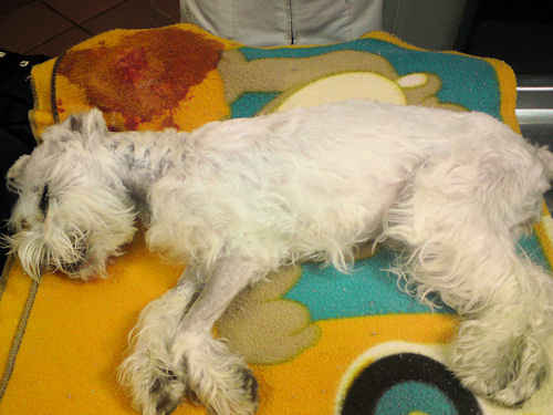 dog-8b7